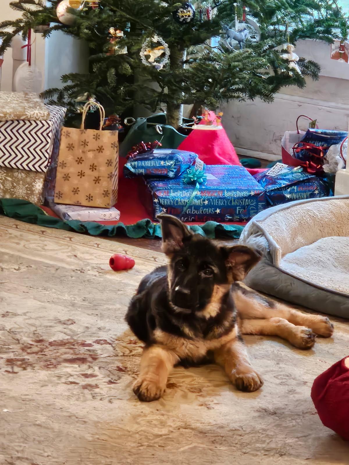 German Shepherd puppy under Christmas tree.